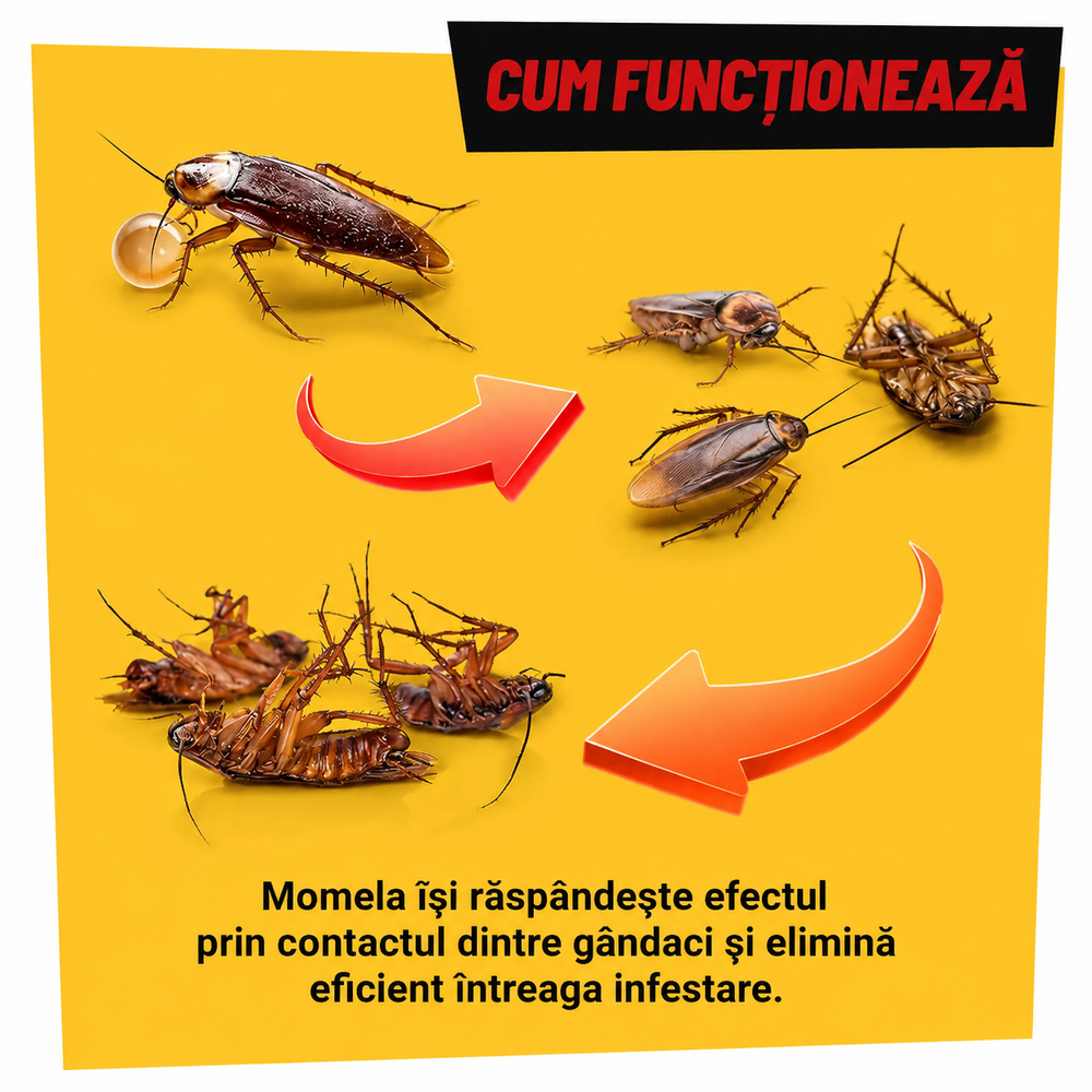 SET 4X SERINGI INSECTICID ANTI GANDACI